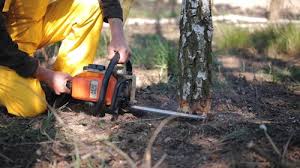 Best Tree Trimming and Pruning  in Drexel Hill, PA