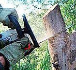 Best Stump Grinding and Removal  in Drexel Hill, PA