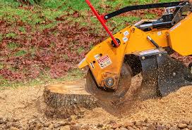 Best Emergency Tree Removal  in Drexel Hill, PA