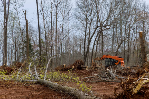 Best Stump Grinding and Removal  in Drexel Hill, PA