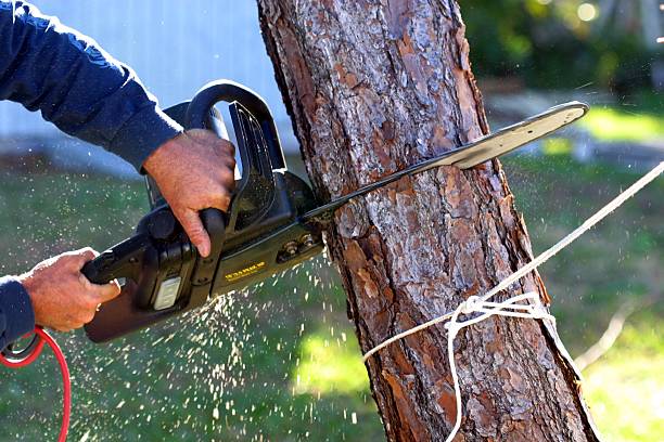 Best Firewood Processing and Delivery  in Drexel Hill, PA
