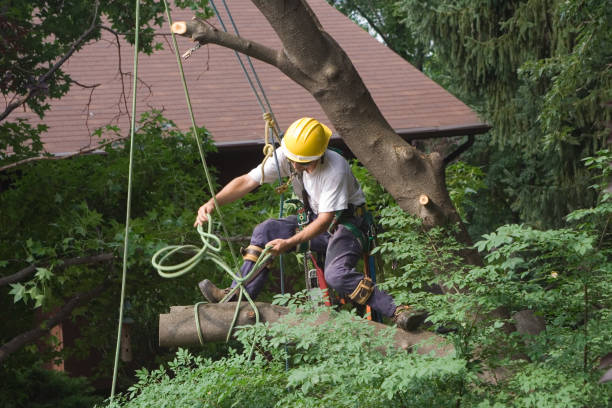 Best Hazardous Tree Removal  in Drexel Hill, PA