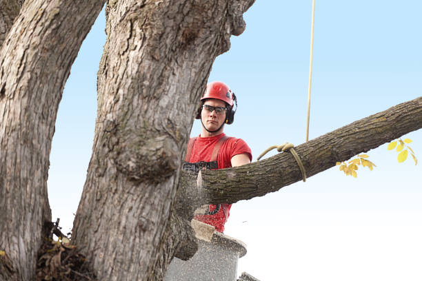 Best Tree Removal  in Drexel Hill, PA