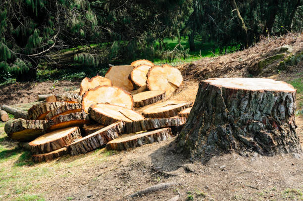 Reliable Drexel Hill, PA Tree Care Solutions